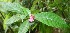  ( - BioBot06189)  @11 [ ] CreativeCommons - Attribution Non-Commercial Share-Alike (2010) Daniel H. Janzen Guanacaste Dry Forest Conservation Fund