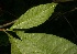  ( - BioBot06189)  @11 [ ] CreativeCommons - Attribution Non-Commercial Share-Alike (2010) Daniel H. Janzen Guanacaste Dry Forest Conservation Fund