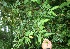  (Erythroxylum macrophyllum - BioBot06194)  @11 [ ] CreativeCommons - Attribution Non-Commercial Share-Alike (2010) Daniel H. Janzen Guanacaste Dry Forest Conservation Fund