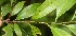  ( - BioBot06195)  @11 [ ] CreativeCommons - Attribution Non-Commercial Share-Alike (2010) Daniel H. Janzen Guanacaste Dry Forest Conservation Fund