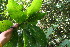  ( - BioBot06203)  @11 [ ] CreativeCommons - Attribution Non-Commercial Share-Alike (2010) Daniel H. Janzen Guanacaste Dry Forest Conservation Fund