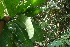  ( - BioBot06203)  @11 [ ] CreativeCommons - Attribution Non-Commercial Share-Alike (2010) Daniel H. Janzen Guanacaste Dry Forest Conservation Fund