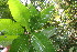  ( - BioBot06203)  @11 [ ] CreativeCommons - Attribution Non-Commercial Share-Alike (2010) Daniel H. Janzen Guanacaste Dry Forest Conservation Fund