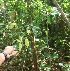  (Inga Jorge116 - BioBot06205)  @11 [ ] CreativeCommons - Attribution Non-Commercial Share-Alike (2010) Daniel H. Janzen Guanacaste Dry Forest Conservation Fund