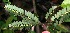  ( - BioBot06209)  @11 [ ] CreativeCommons - Attribution Non-Commercial Share-Alike (2010) Daniel H. Janzen Guanacaste Dry Forest Conservation Fund
