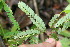  ( - BioBot06209)  @11 [ ] CreativeCommons - Attribution Non-Commercial Share-Alike (2010) Daniel H. Janzen Guanacaste Dry Forest Conservation Fund