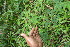  ( - BioBot06210)  @11 [ ] CreativeCommons - Attribution Non-Commercial Share-Alike (2010) Daniel H. Janzen Guanacaste Dry Forest Conservation Fund