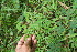  ( - BioBot06210)  @11 [ ] CreativeCommons - Attribution Non-Commercial Share-Alike (2010) Daniel H. Janzen Guanacaste Dry Forest Conservation Fund