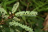  ( - BioBot06210)  @11 [ ] CreativeCommons - Attribution Non-Commercial Share-Alike (2010) Daniel H. Janzen Guanacaste Dry Forest Conservation Fund