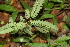  ( - BioBot06211)  @11 [ ] CreativeCommons - Attribution Non-Commercial Share-Alike (2010) Daniel H. Janzen Guanacaste Dry Forest Conservation Fund