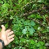  (Mimosa watsonii - BioBot06215)  @11 [ ] CreativeCommons - Attribution Non-Commercial Share-Alike (2010) Daniel H. Janzen Guanacaste Dry Forest Conservation Fund
