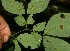  ( - BioBot06215)  @11 [ ] CreativeCommons - Attribution Non-Commercial Share-Alike (2010) Daniel H. Janzen Guanacaste Dry Forest Conservation Fund
