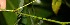  ( - BioBot06215)  @11 [ ] CreativeCommons - Attribution Non-Commercial Share-Alike (2010) Daniel H. Janzen Guanacaste Dry Forest Conservation Fund