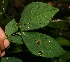  ( - BioBot06215)  @11 [ ] CreativeCommons - Attribution Non-Commercial Share-Alike (2010) Daniel H. Janzen Guanacaste Dry Forest Conservation Fund