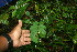  ( - BioBot06216)  @11 [ ] CreativeCommons - Attribution Non-Commercial Share-Alike (2010) Daniel H. Janzen Guanacaste Dry Forest Conservation Fund