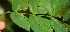  ( - BioBot06216)  @11 [ ] CreativeCommons - Attribution Non-Commercial Share-Alike (2010) Daniel H. Janzen Guanacaste Dry Forest Conservation Fund
