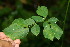  ( - BioBot06217)  @11 [ ] CreativeCommons - Attribution Non-Commercial Share-Alike (2010) Daniel H. Janzen Guanacaste Dry Forest Conservation Fund