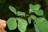  ( - BioBot06217)  @11 [ ] CreativeCommons - Attribution Non-Commercial Share-Alike (2010) Daniel H. Janzen Guanacaste Dry Forest Conservation Fund
