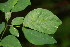  ( - BioBot06217)  @11 [ ] CreativeCommons - Attribution Non-Commercial Share-Alike (2010) Daniel H. Janzen Guanacaste Dry Forest Conservation Fund