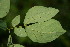  ( - BioBot06217)  @11 [ ] CreativeCommons - Attribution Non-Commercial Share-Alike (2010) Daniel H. Janzen Guanacaste Dry Forest Conservation Fund
