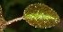  (Episcia - BioBot06227)  @12 [ ] CreativeCommons - Attribution Non-Commercial Share-Alike (2010) Daniel H. Janzen Guanacaste Dry Forest Conservation Fund