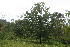  ( - BioBot06229)  @11 [ ] CreativeCommons - Attribution Non-Commercial Share-Alike (2010) Daniel H. Janzen Guanacaste Dry Forest Conservation Fund