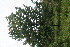  ( - BioBot06229)  @11 [ ] CreativeCommons - Attribution Non-Commercial Share-Alike (2010) Daniel H. Janzen Guanacaste Dry Forest Conservation Fund