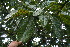  ( - BioBot06229)  @11 [ ] CreativeCommons - Attribution Non-Commercial Share-Alike (2010) Daniel H. Janzen Guanacaste Dry Forest Conservation Fund