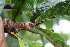  ( - BioBot06229)  @11 [ ] CreativeCommons - Attribution Non-Commercial Share-Alike (2010) Daniel H. Janzen Guanacaste Dry Forest Conservation Fund
