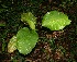  (Calathea - BioBot06234)  @11 [ ] CreativeCommons - Attribution Non-Commercial Share-Alike (2010) Daniel H. Janzen Guanacaste Dry Forest Conservation Fund