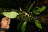  ( - BioBot06243)  @11 [ ] CreativeCommons - Attribution Non-Commercial Share-Alike (2010) Daniel H. Janzen Guanacaste Dry Forest Conservation Fund