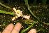 ( - BioBot06243)  @11 [ ] CreativeCommons - Attribution Non-Commercial Share-Alike (2010) Daniel H. Janzen Guanacaste Dry Forest Conservation Fund