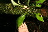  ( - BioBot06243)  @11 [ ] CreativeCommons - Attribution Non-Commercial Share-Alike (2010) Daniel H. Janzen Guanacaste Dry Forest Conservation Fund
