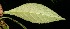  ( - BioBot06245)  @12 [ ] CreativeCommons - Attribution Non-Commercial Share-Alike (2010) Daniel H. Janzen Guanacaste Dry Forest Conservation Fund