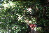  ( - BioBot06253)  @11 [ ] CreativeCommons - Attribution Non-Commercial Share-Alike (2010) Daniel H. Janzen Guanacaste Dry Forest Conservation Fund
