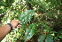  ( - BioBot06253)  @11 [ ] CreativeCommons - Attribution Non-Commercial Share-Alike (2010) Daniel H. Janzen Guanacaste Dry Forest Conservation Fund