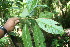  ( - BioBot06253)  @11 [ ] CreativeCommons - Attribution Non-Commercial Share-Alike (2010) Daniel H. Janzen Guanacaste Dry Forest Conservation Fund