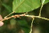  ( - BioBot06253)  @11 [ ] CreativeCommons - Attribution Non-Commercial Share-Alike (2010) Daniel H. Janzen Guanacaste Dry Forest Conservation Fund