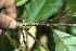  ( - BioBot06253)  @11 [ ] CreativeCommons - Attribution Non-Commercial Share-Alike (2010) Daniel H. Janzen Guanacaste Dry Forest Conservation Fund