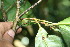  ( - BioBot06253)  @11 [ ] CreativeCommons - Attribution Non-Commercial Share-Alike (2010) Daniel H. Janzen Guanacaste Dry Forest Conservation Fund