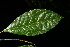  ( - BioBot06253)  @11 [ ] CreativeCommons - Attribution Non-Commercial Share-Alike (2010) Daniel H. Janzen Guanacaste Dry Forest Conservation Fund