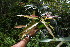  ( - BioBot06255)  @11 [ ] CreativeCommons - Attribution Non-Commercial Share-Alike (2010) Daniel H. Janzen Guanacaste Dry Forest Conservation Fund