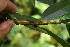  ( - BioBot06255)  @11 [ ] CreativeCommons - Attribution Non-Commercial Share-Alike (2010) Daniel H. Janzen Guanacaste Dry Forest Conservation Fund
