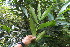  ( - BioBot06256)  @11 [ ] CreativeCommons - Attribution Non-Commercial Share-Alike (2010) Daniel H. Janzen Guanacaste Dry Forest Conservation Fund