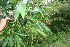  ( - BioBot06257)  @11 [ ] CreativeCommons - Attribution Non-Commercial Share-Alike (2010) Daniel H. Janzen Guanacaste Dry Forest Conservation Fund