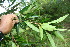  ( - BioBot06257)  @11 [ ] CreativeCommons - Attribution Non-Commercial Share-Alike (2010) Daniel H. Janzen Guanacaste Dry Forest Conservation Fund