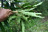  ( - BioBot06257)  @11 [ ] CreativeCommons - Attribution Non-Commercial Share-Alike (2010) Daniel H. Janzen Guanacaste Dry Forest Conservation Fund