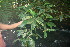  ( - BioBot06271)  @11 [ ] CreativeCommons - Attribution Non-Commercial Share-Alike (2010) Daniel H. Janzen Guanacaste Dry Forest Conservation Fund