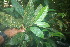  ( - BioBot06271)  @11 [ ] CreativeCommons - Attribution Non-Commercial Share-Alike (2010) Daniel H. Janzen Guanacaste Dry Forest Conservation Fund