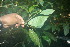  ( - BioBot06271)  @11 [ ] CreativeCommons - Attribution Non-Commercial Share-Alike (2010) Daniel H. Janzen Guanacaste Dry Forest Conservation Fund